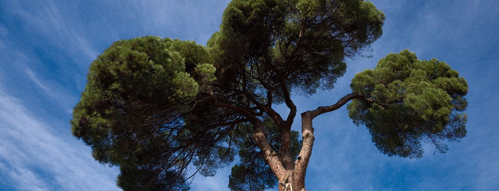 This tree, photographed by one of PKP's own (Jason Nugent) is meant to represent open source and open access.