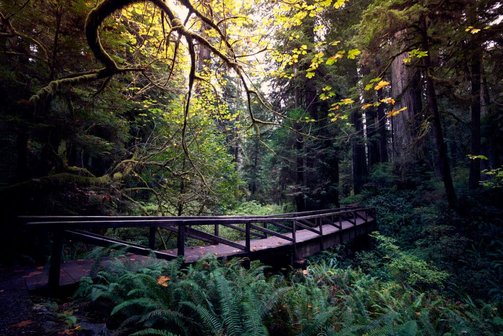 The purpose of this image is to portray research funders as a bridge between PKP’s research initiatives, leading funding agencies in the social sciences and related fields, researchers from outside of PKP, and students at a variety of institutions.