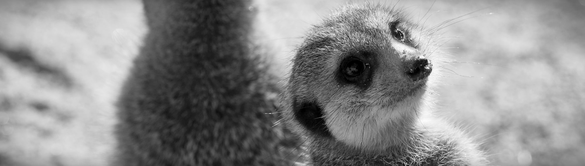 A meerkat looking over its shoulder as if about to ask a question - fitting for this 'frequently asked questions' page