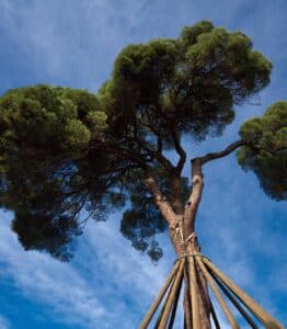 The tree represents open source and open access.